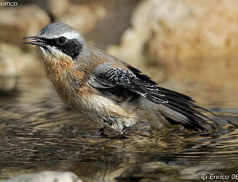 Animali 335
